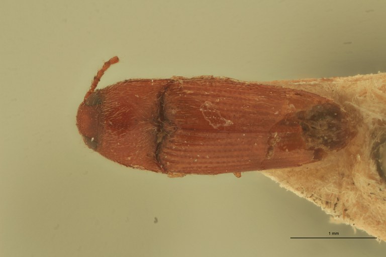 Anchastus seminalis D.jpg Anchastus seminalis D.jpg