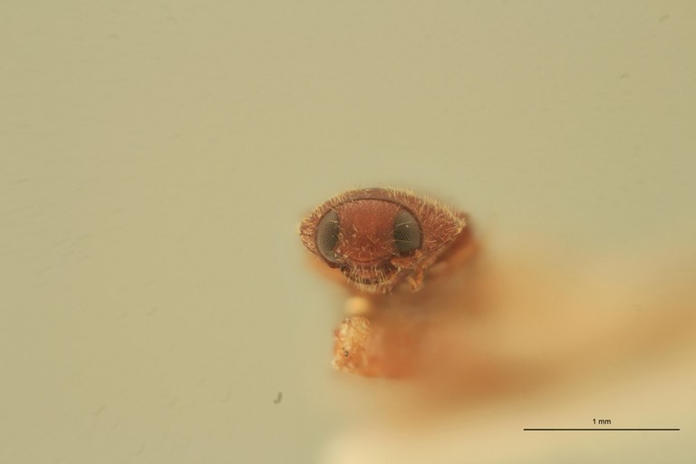 Anchastus seminalis F.jpg Anchastus seminalis F.jpg