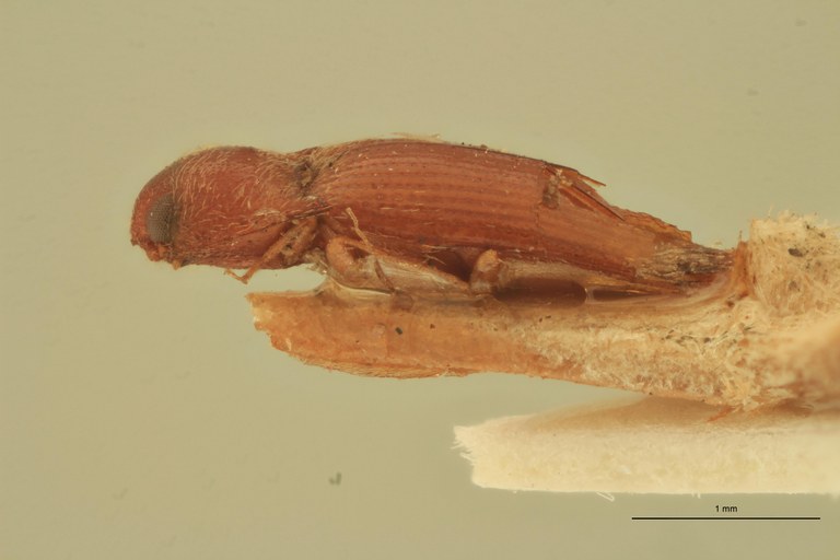 Anchastus seminalis L.jpg Anchastus seminalis L.jpg