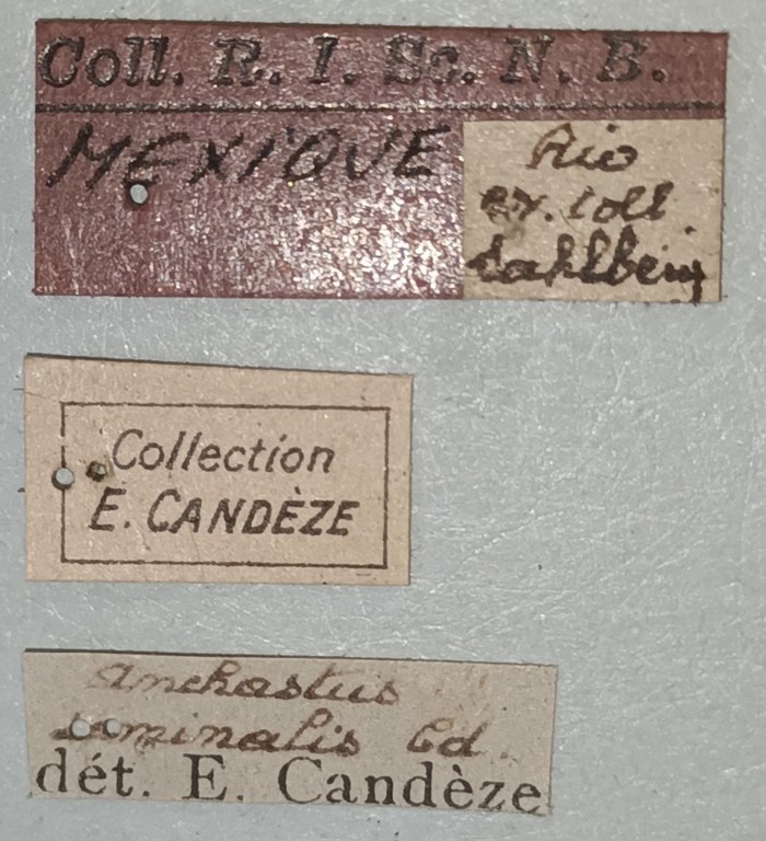 Anchastus seminalis Labels.jpg Anchastus seminalis Labels.jpg