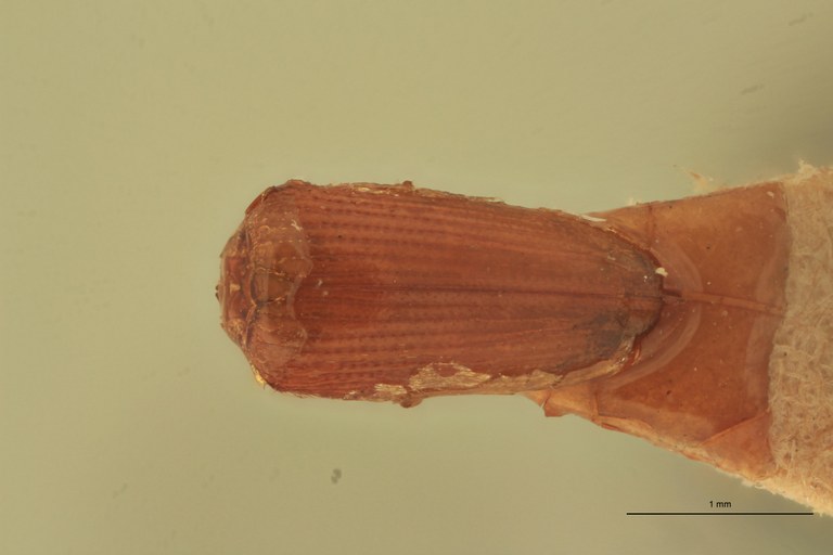 Anchastus seminalis T D.jpg