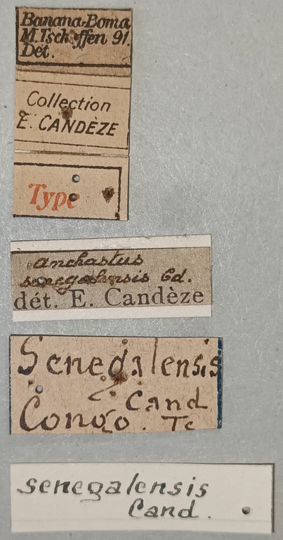 Anchastus senegalensis T Labels.jpg