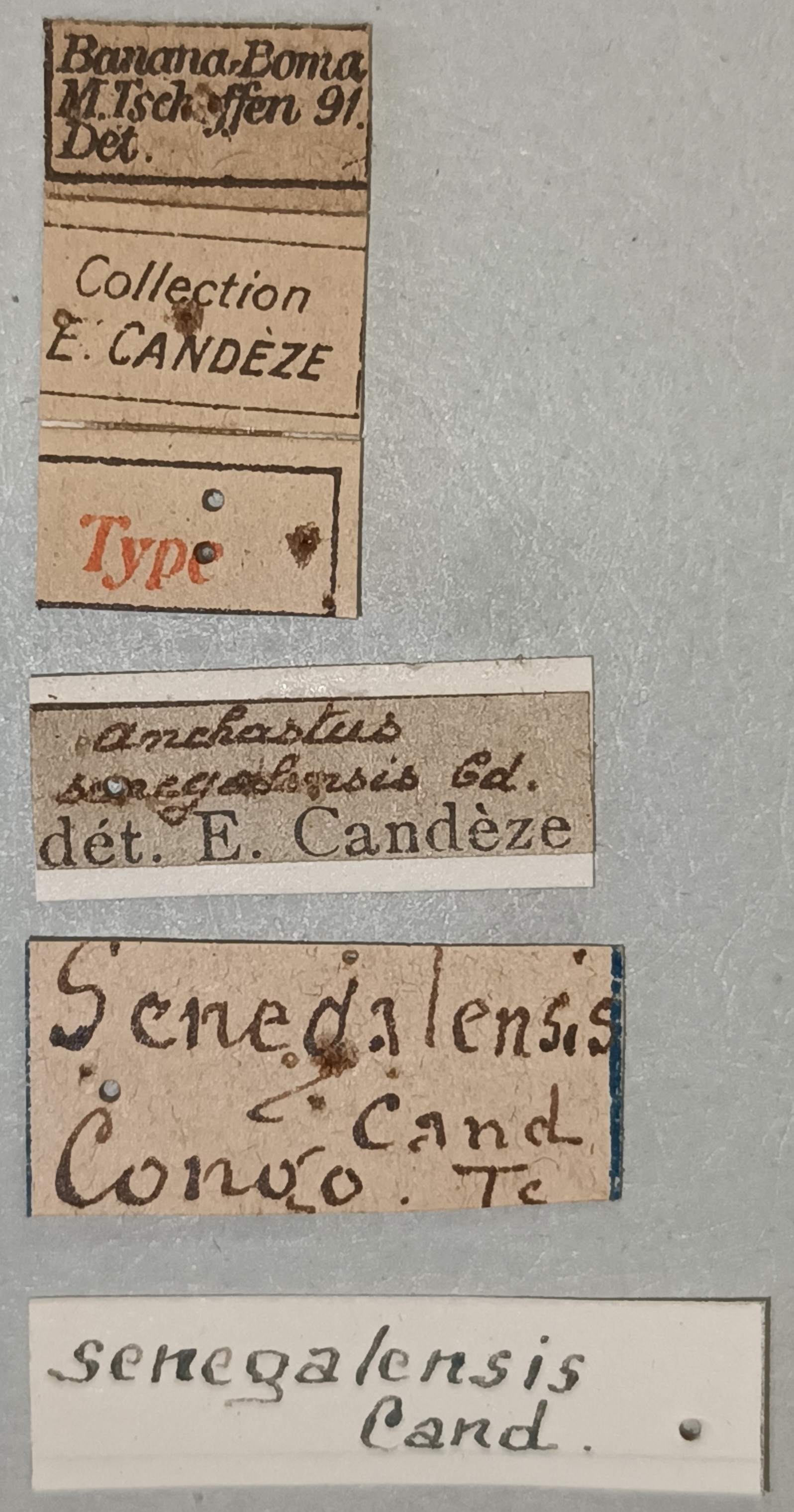 Anchastus senegalensis T Labels.jpg
