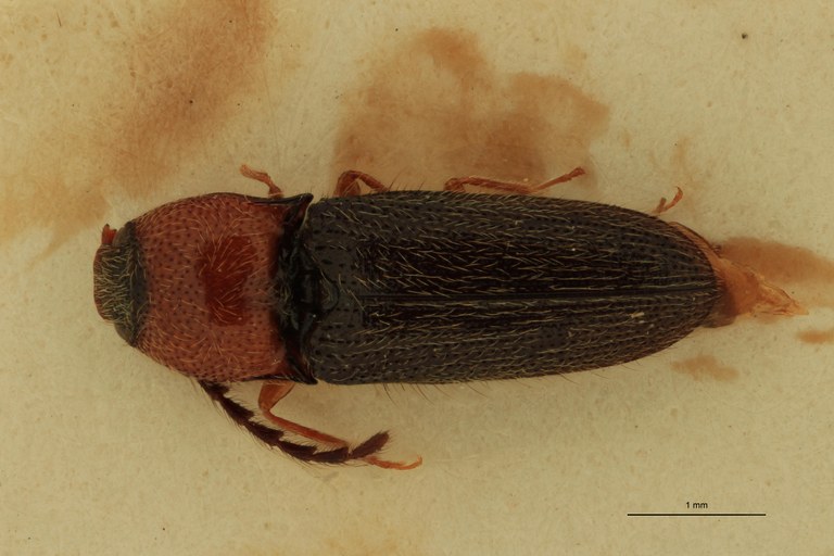 Anchastus simulans St D.jpg Anchastus simulans St D.jpg
