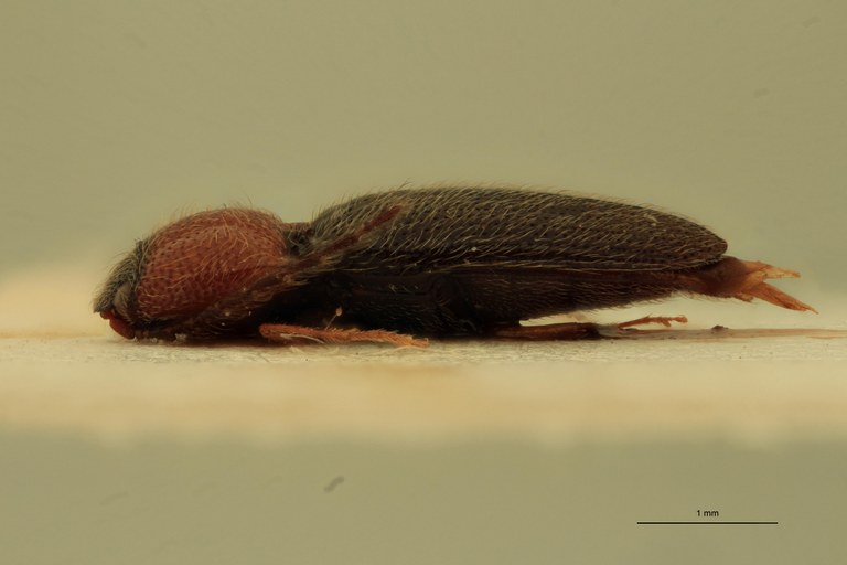 Anchastus simulans St L.jpg