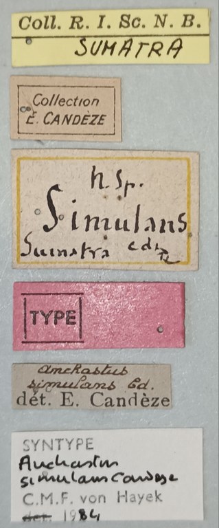 Anchastus simulans St Labels.jpg Anchastus simulans St Labels.jpg