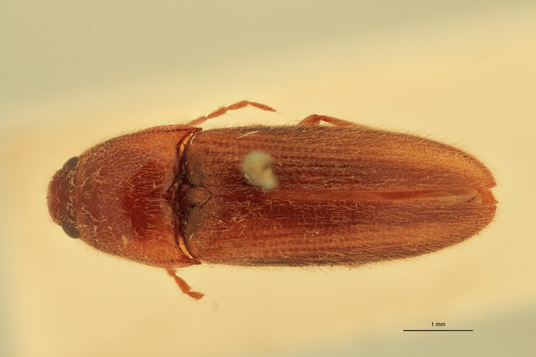 Anchastus virgatus St D.jpg Anchastus virgatus St D.jpg