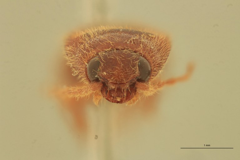 Anchastus virgatus St F.jpg Anchastus virgatus St F.jpg