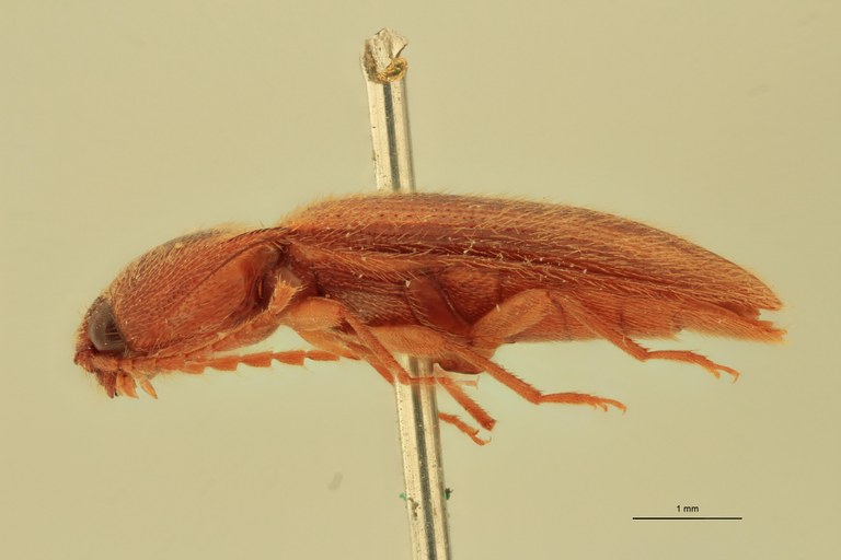 Anchastus virgatus St L.jpg Anchastus virgatus St L.jpg
