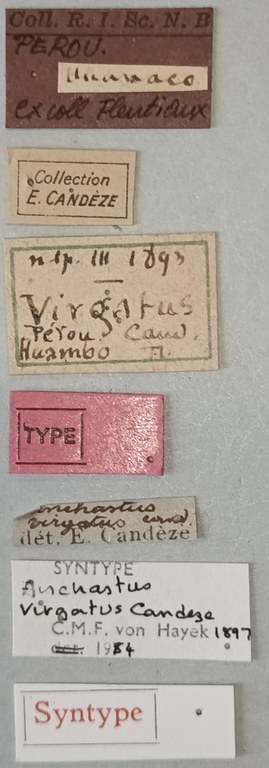 Anchastus virgatus St Labels.jpg Anchastus virgatus St Labels.jpg