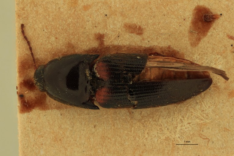 Anchastus vulneratus M T D.jpg Anchastus vulneratus M T D.jpg