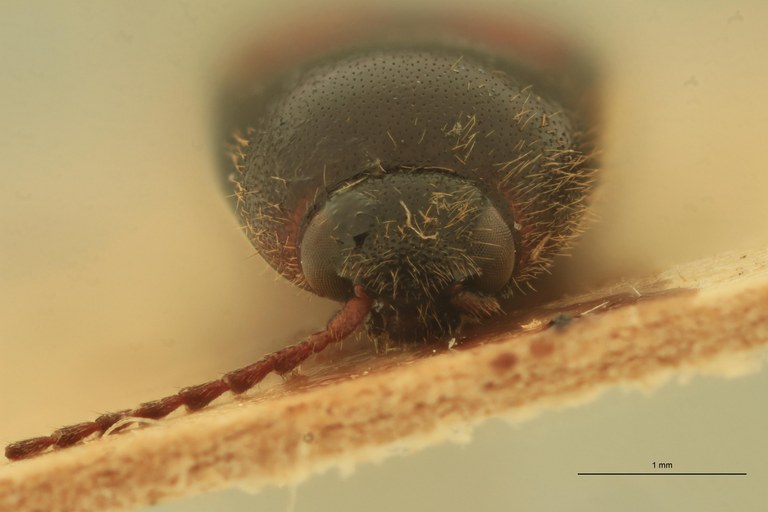 Anchastus vulneratus M T F.jpg Anchastus vulneratus M T F.jpg