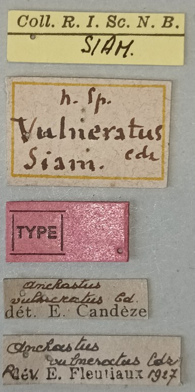 Anchastus vulneratus M T Labels.jpg