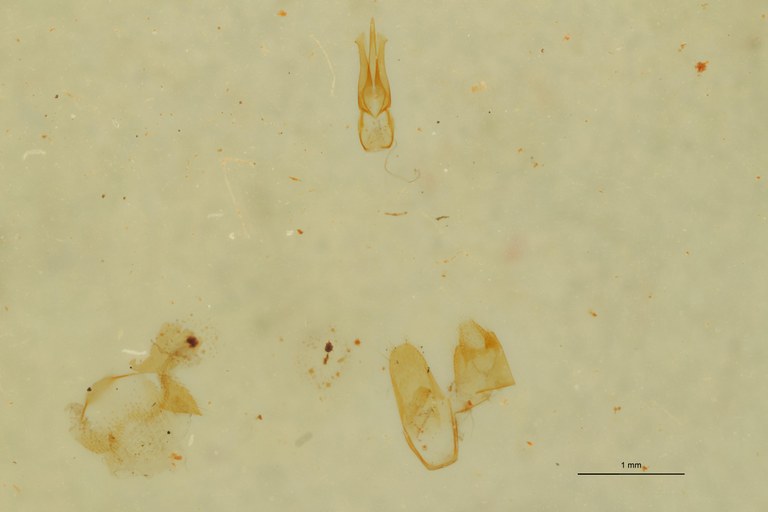 Anilicoides depressus T Aedeagus.jpg