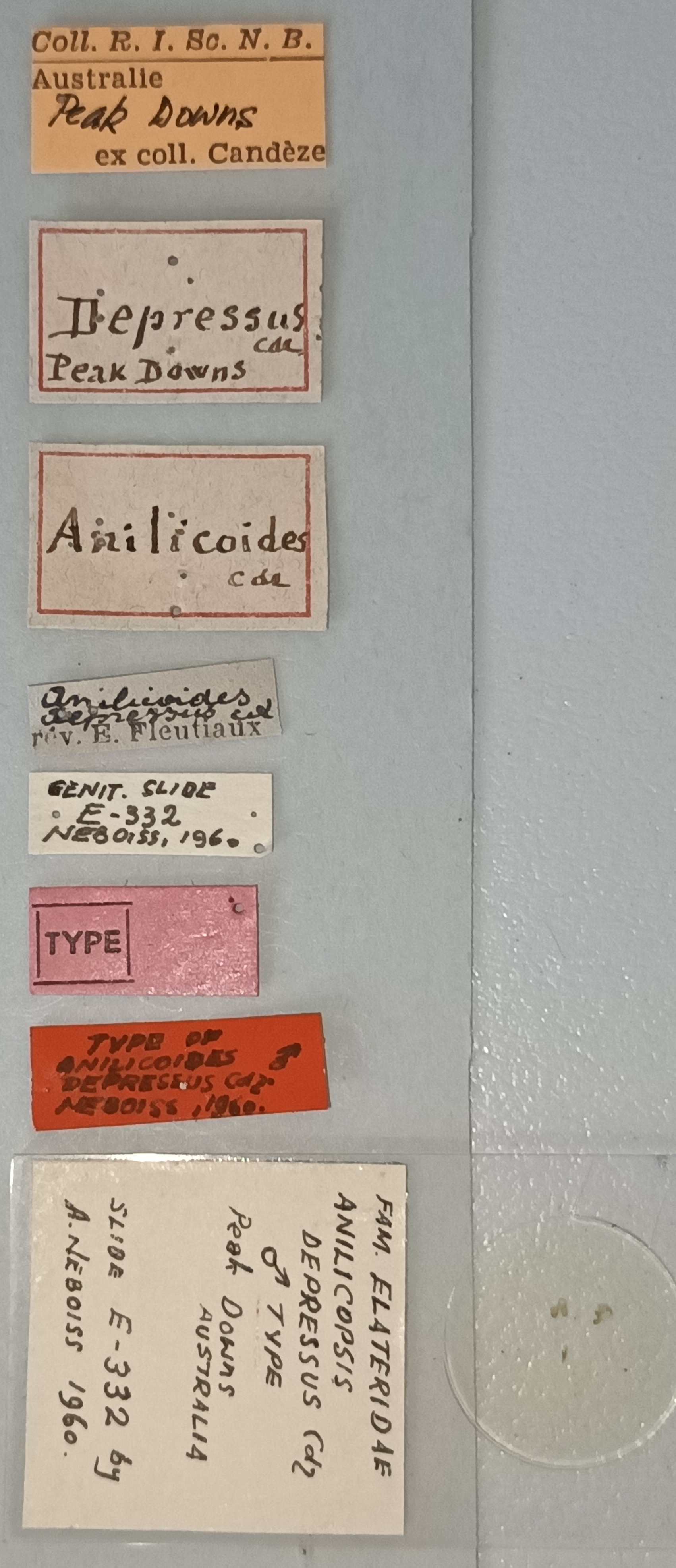 Anilicoides depressus T Labels.jpg