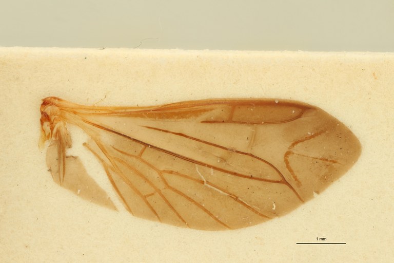 Anilicoides depressus T Wing.jpg