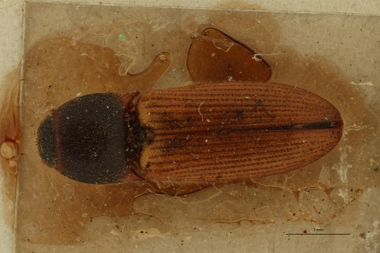 Anilicus flavipennis T D.jpg