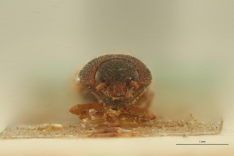 Anilicus flavipennis T F.jpg