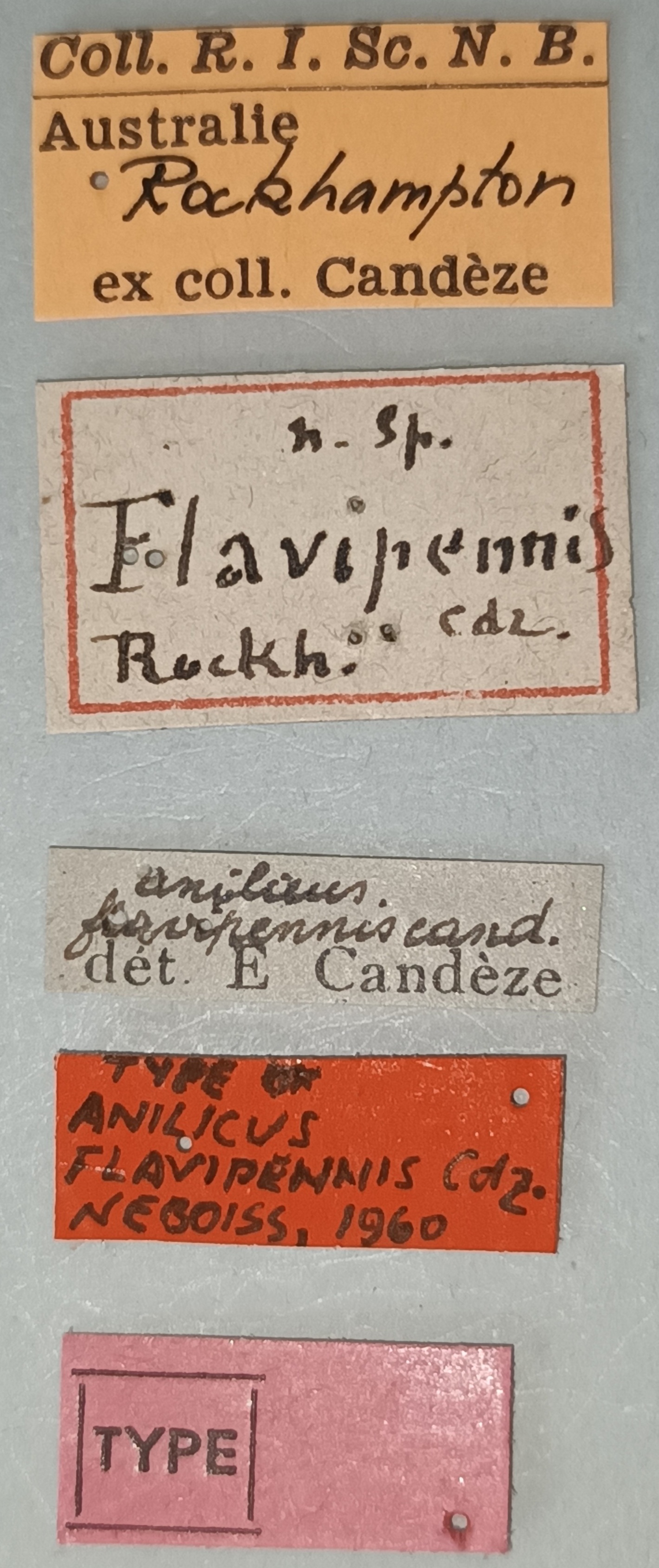 Anilicus flavipennis T Labels.jpg