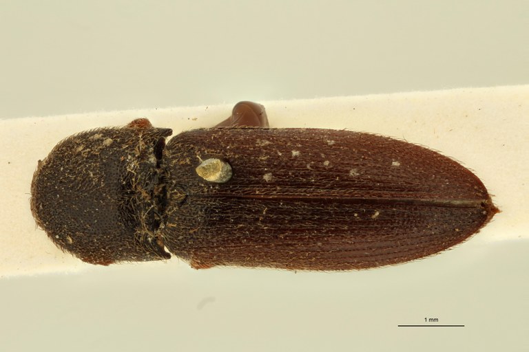 Anilicus haemorrhoidalis T D.jpg Anilicus haemorrhoidalis T D.jpg