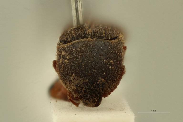 Anilicus haemorrhoidalis T F.jpg Anilicus haemorrhoidalis T F.jpg