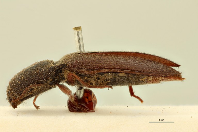 Anilicus haemorrhoidalis T L.jpg Anilicus haemorrhoidalis T L.jpg