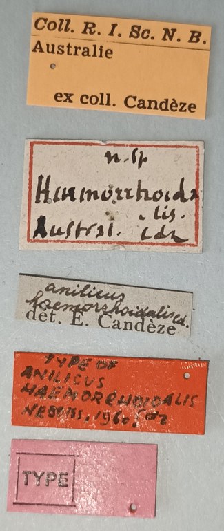 Anilicus haemorrhoidalis T Labels.jpg Anilicus haemorrhoidalis T Labels.jpg