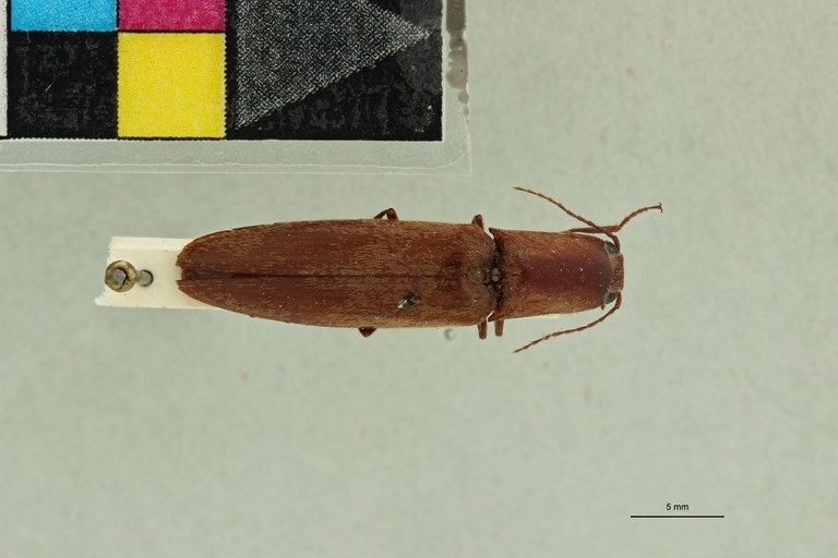 Aphanobius badius T D.jpg