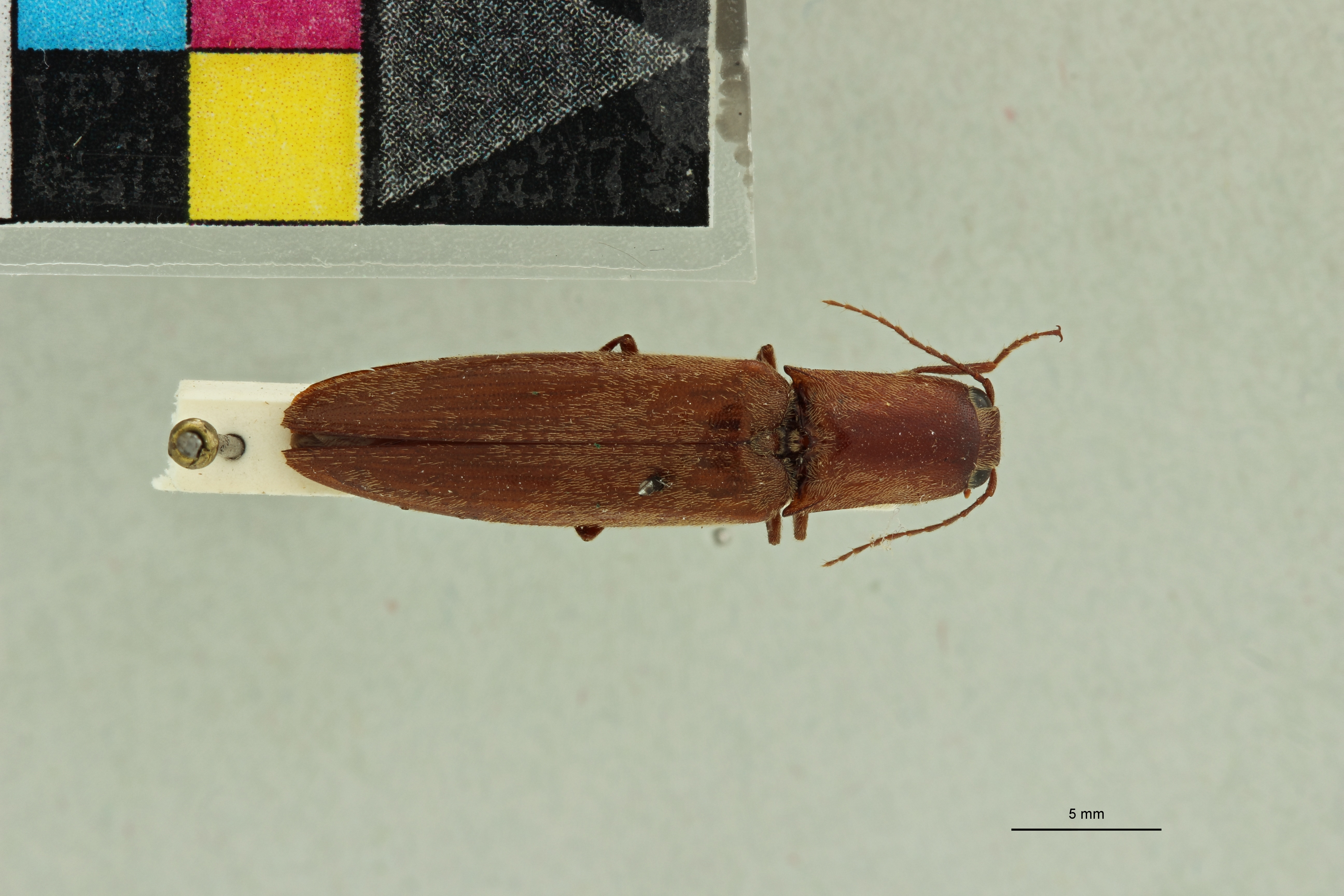 Aphanobius badius T D.jpg