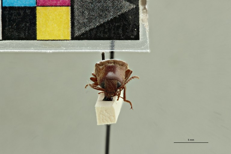 Aphanobius badius T F.jpg