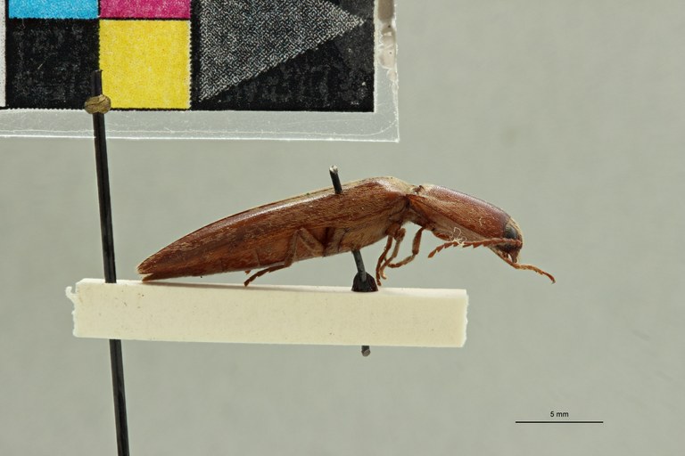 Aphanobius badius T L.jpg