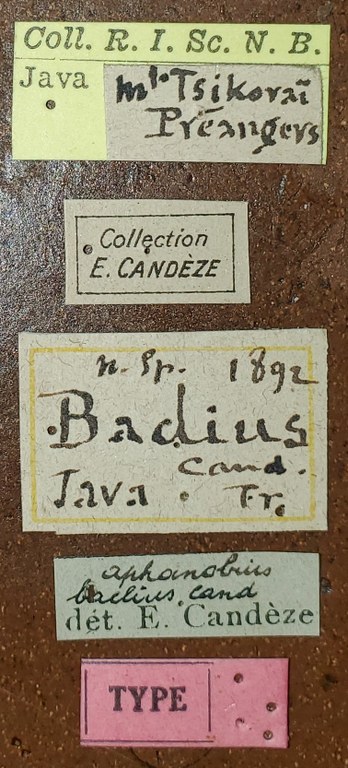 Aphanobius badius T Labels.jpg