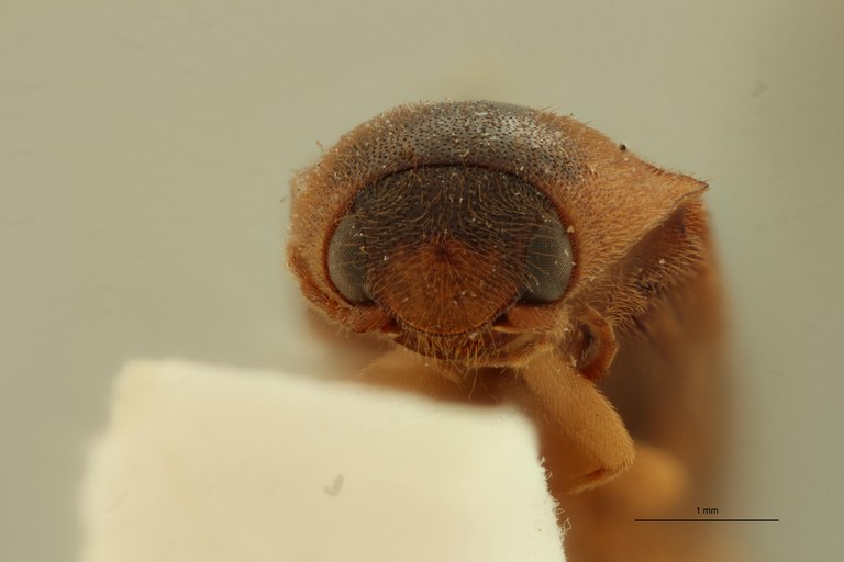 Aphanobius discoidalis F St F.jpg