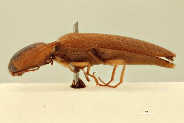 Aphanobius discoidalis F St L.jpg