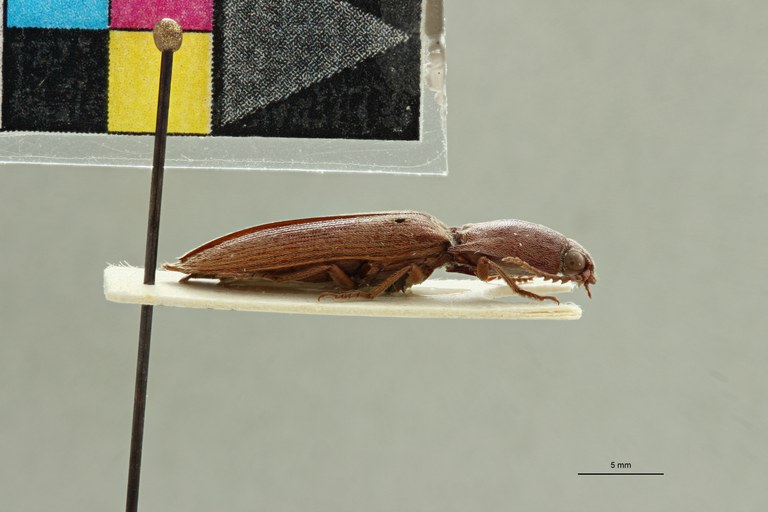 Aphanobius seclusus F Plt L.jpg