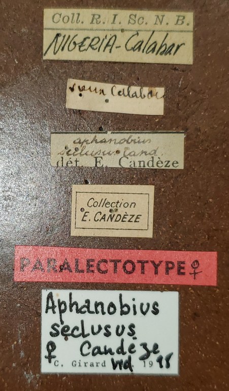 Aphanobius seclusus F Plt Labels.jpg