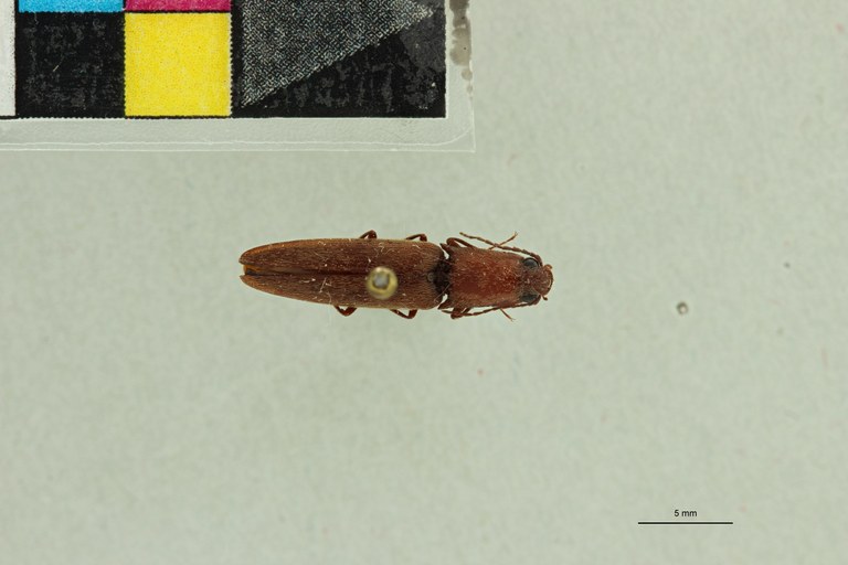 Aphanobius thoracicus M Lt D.jpg