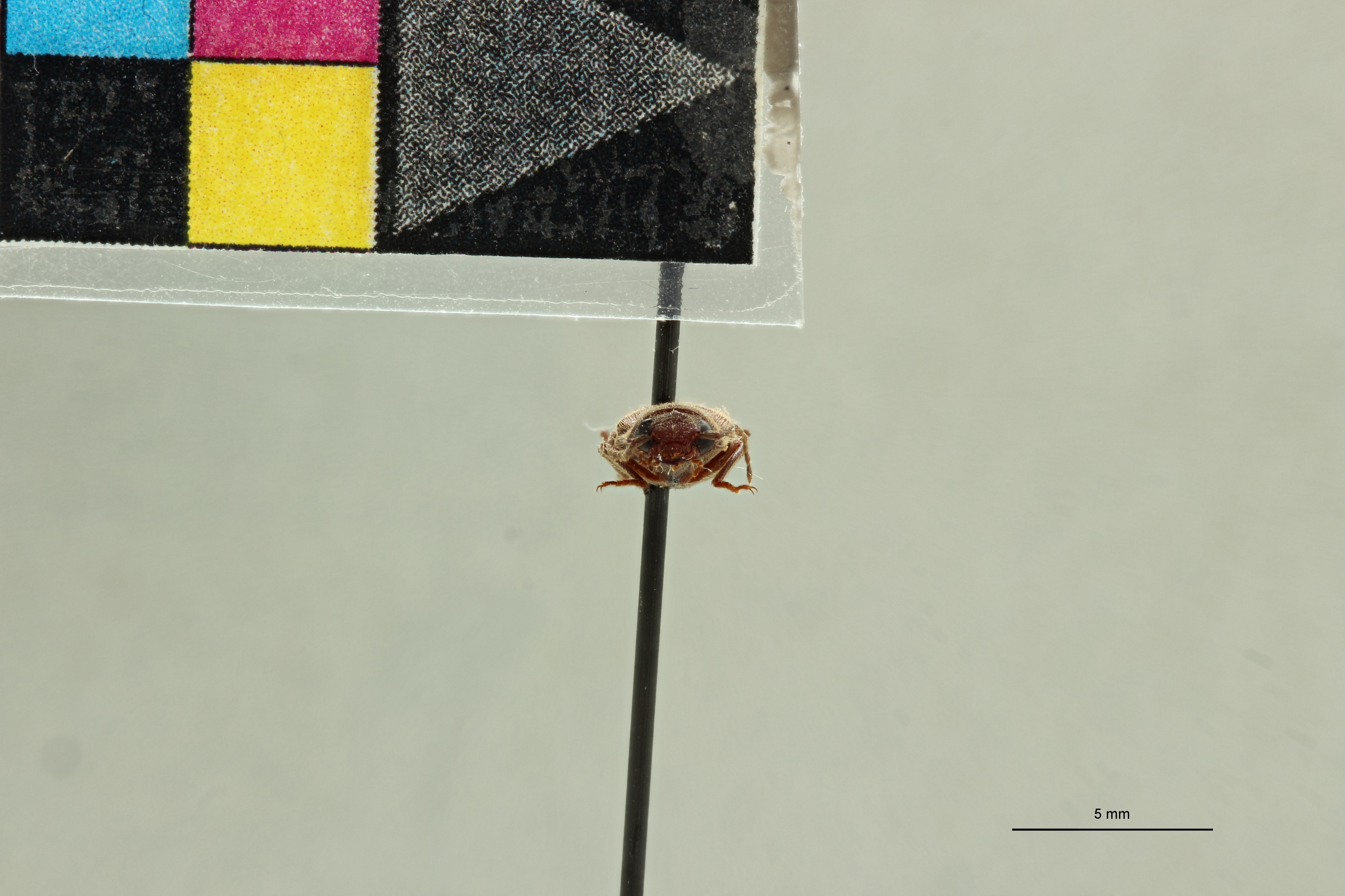 Aphanobius thoracicus M Lt F.jpg