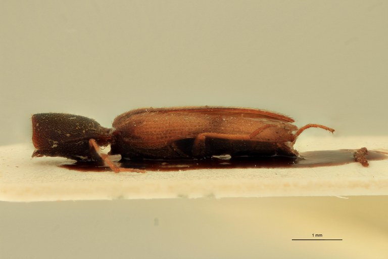 Betarmon anatolicus T L.jpg