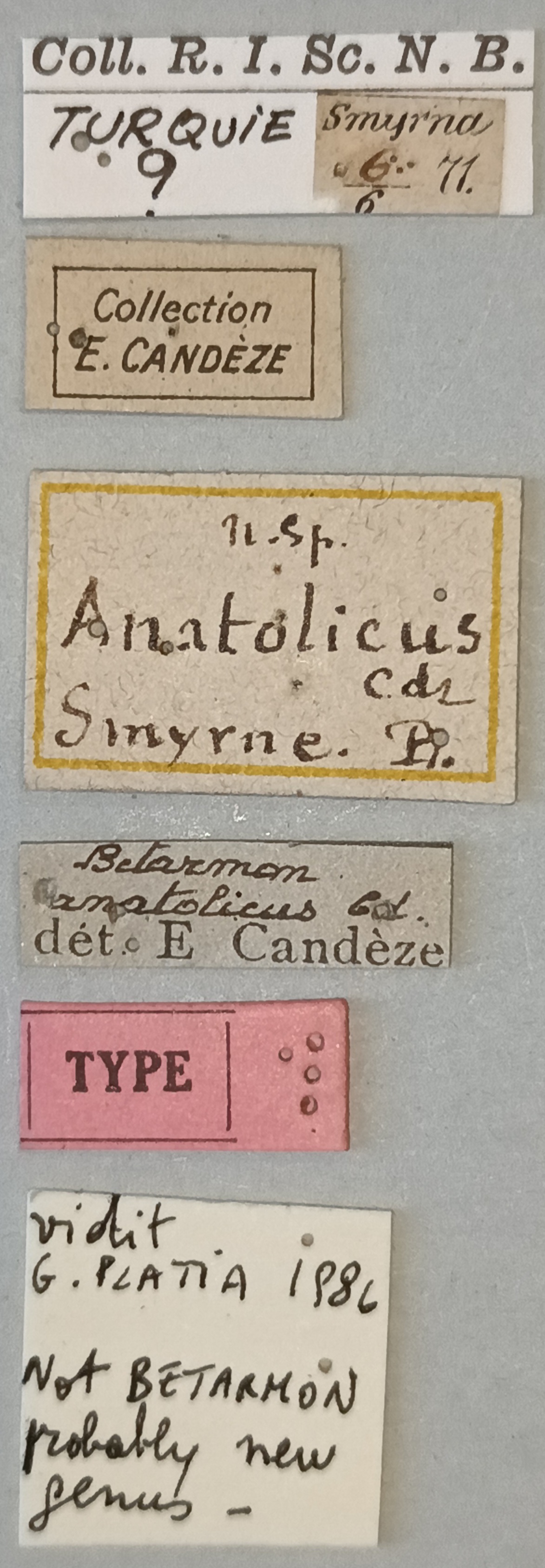 Betarmon anatolicus T Labels.jpg