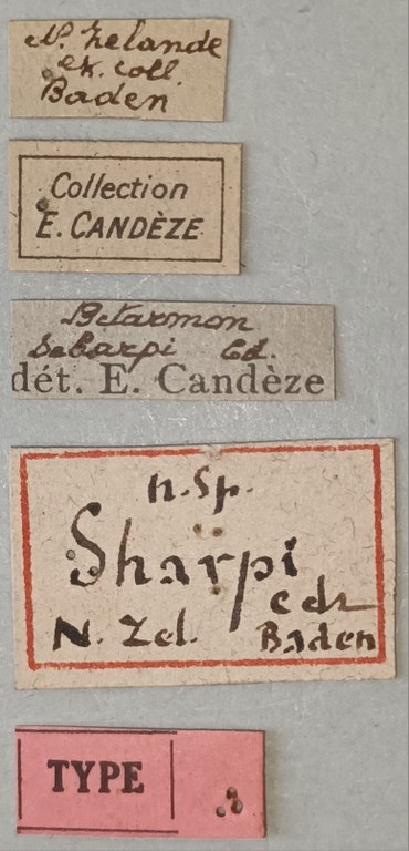 Betarmon sharpi T Labels.jpg Betarmon sharpi T Labels.jpg
