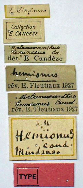 Ganoxanthus hemionus Ht labels
