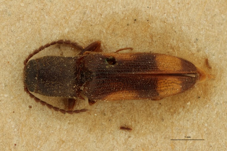 Cosmesus bellus T D.jpg