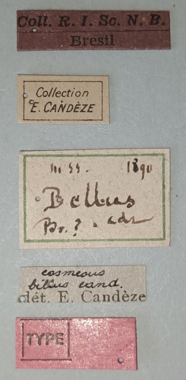 Cosmesus bellus T Labels.jpg