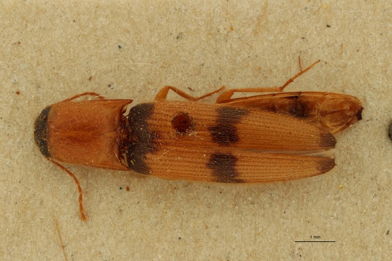 Cosmesus bizonatus T D.jpg