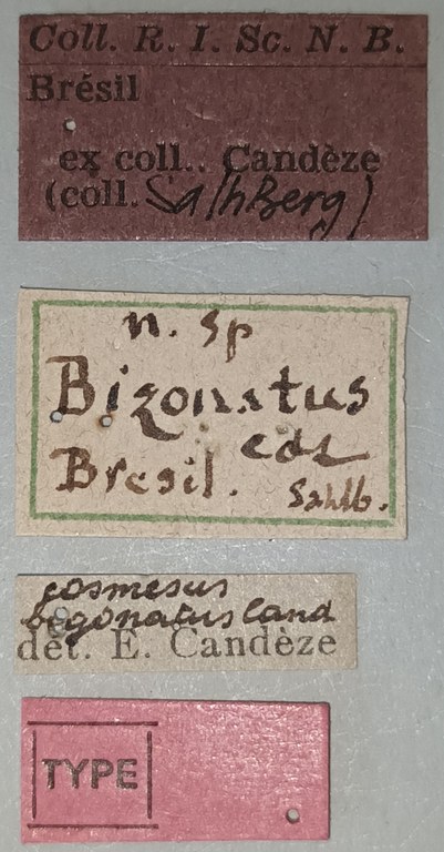 Cosmesus bizonatus T Labels.jpg