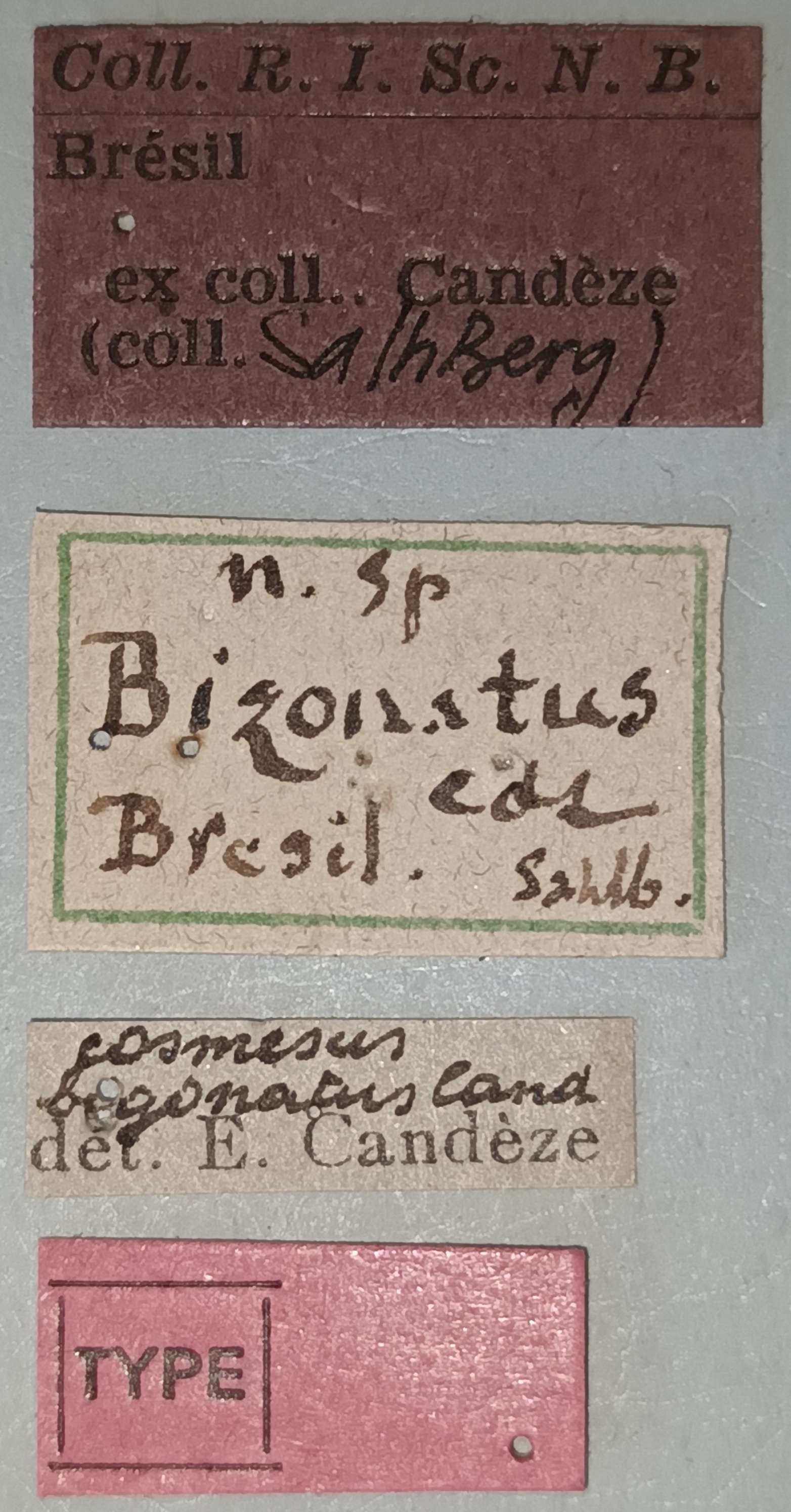 Cosmesus bizonatus T Labels.jpg