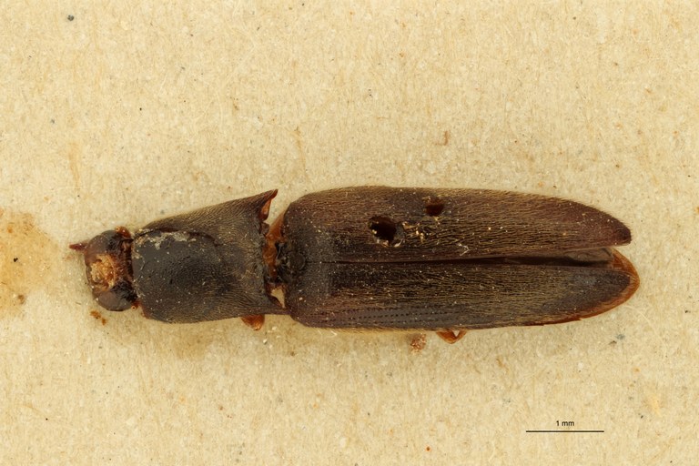 Cosmesus corvinus T D.jpg Cosmesus corvinus T D.jpg