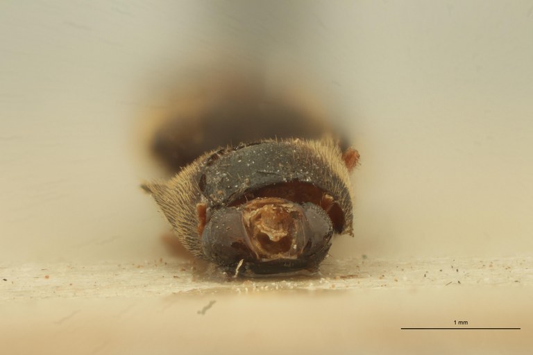 Cosmesus corvinus T F.jpg Cosmesus corvinus T F.jpg