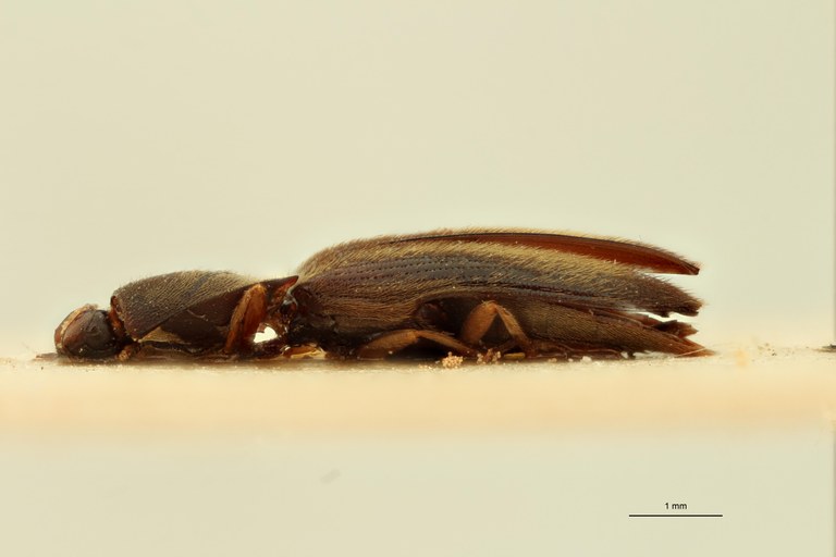 Cosmesus corvinus T L.jpg Cosmesus corvinus T L.jpg